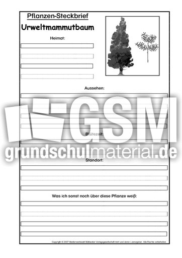 Pflanzensteckbrief-Urweltmammutbaum-SW.pdf
